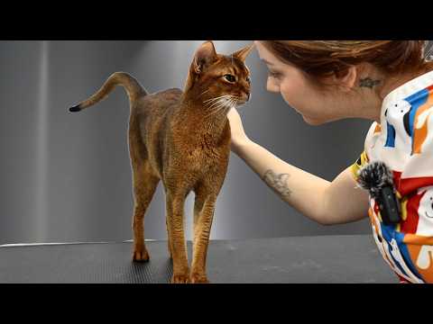 This Might Be The Most Perfect Cat Ever