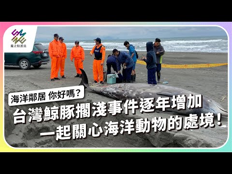 台灣鯨豚擱淺事件逐年增加， 一起關心海洋動物的處境！｜海洋鄰居 你好嗎？｜公視 #獨立特派員 第933集 20251217