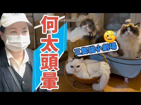 何太頭好暈可能心更慌 嚴重罪行傷人17  | 三隻貓扮河馬上庭事件 好得意！