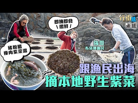 #米紙｜戰狼跟布袋澳漁民出海摘野生紫菜 風高浪急 「搵命搏」又凍又濕  自製工具著失傳草鞋防跣腳 天然生曬煲湯超鮮甜 賣$900/斤和養殖價錢差十倍 #行街紙