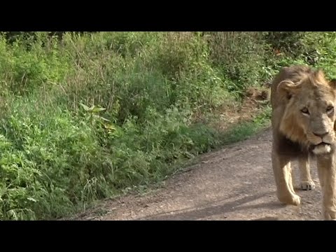 When an injured and hungry lion comes straight to your car