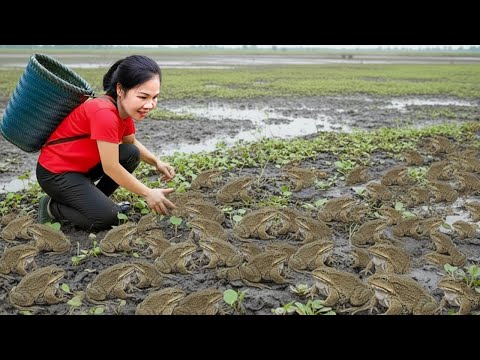 566 Days Catching A Lot Of Giant Frogs Go To Countryside Market Sell | Cooking Frogs with Banana