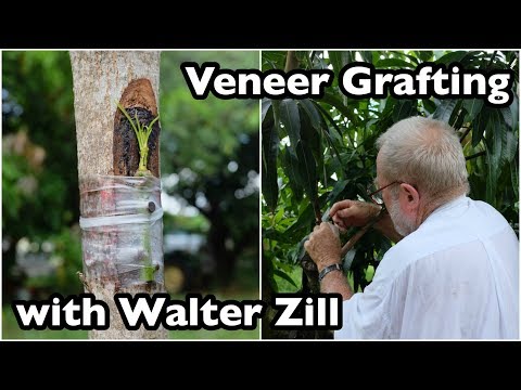Veneer Grafting of Mango Trees with Walter Zill