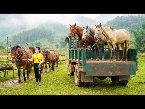 Use Truck Transport Big Strong Horses To The Farm – Villagers Come To Buy At the Farm