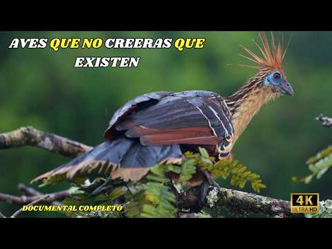 AVES: EXTRAÑAS, Raras, Hermosas Y LEGENDARIAS | DOCUMENTAL COMPLETO