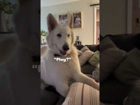 Funniest Animal Moments 2025 🐶🐱 #cats #funnyvideo #meme #funnycats #funnydogs #shorts #dog