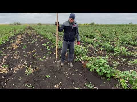 Planting raspberries.