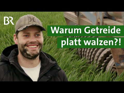 Walzen statt Spritzen: Wie verrückt ist es, sein Getreide platt zu walzen? | Unser Land | BR