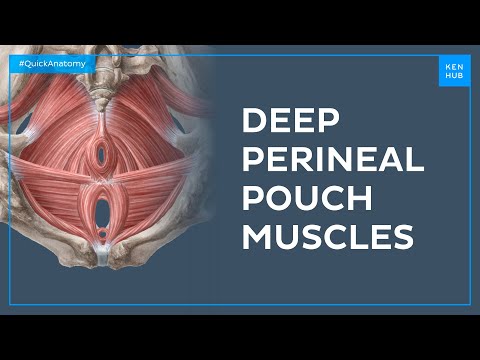Muscles of the deep perineal pouch - Quick Anatomy | Kenhub