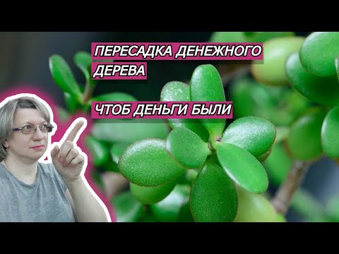 ПЕРЕСАДКА ДЕНЕЖНОГО ДЕРЕВА, ЧТОБS ДЕНЬГИ БЫЛИ | ДЕНЕЖНОЕ ДЕРЕВО ПЕРЕСАДКА