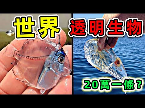 全世界最神奇的10種透明生物，因器官透明而長生不死，一條竟然要賣20萬？|#世界之最top #世界之最 #出類拔萃 #腦洞大開 #top10 #透明生物