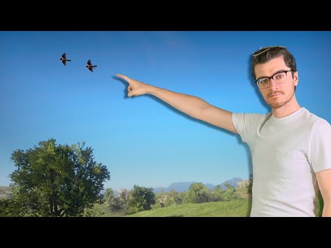 Where Do Red Dead Redemption 2's Birds Go?