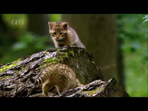 Kleine Katzen - Große Jäger - GEO Doku deutsch