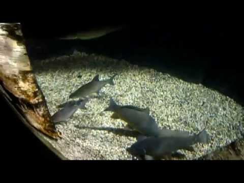 Turnfahrt 2009 - TV Wettswil - Seniorengruppe