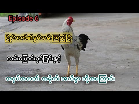 အခွပ်အတတ်၊ အမိုက် နှင့်အလိမ္မာအကြောင်းမေးခွန်းကိုဖြေကြားပေးထားပါတယ်