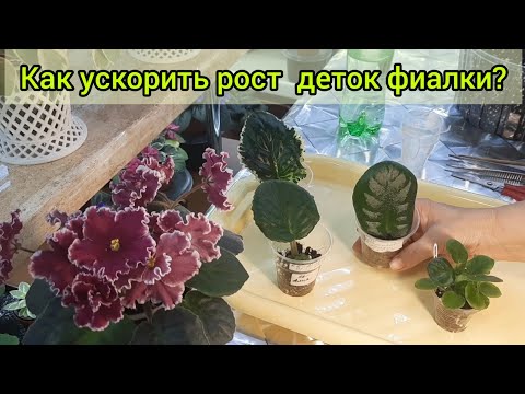 Как ускорить рост детки фиалки? Делюсь своим опытом!