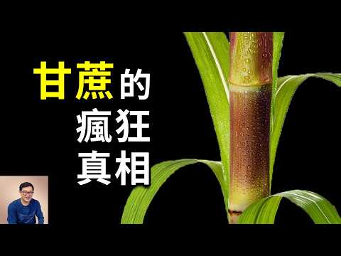 為什麼說糖是甘蔗的陰謀?綁架人類味覺,用C4光合作用開掛,成為世界上產量最高的農作物!【老肉雜談】#生物 #植物 #農作物 #甘蔗 #糖