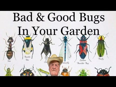 Bad & Good Bugs in Your Garden