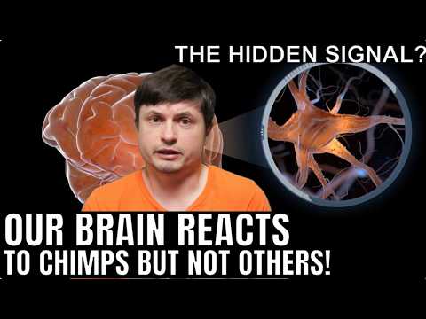 Why Does the Human Brain React to Chimp Voices Like This?