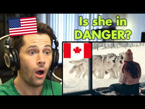 American Reacts to CRAZY Canadian Wildlife Encounters