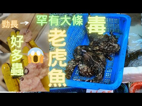 罕見清蒸级有毒老虎魚😍劏開後魚春有好多又好長嘅蟲😱之前只試過煲湯,清蒸都係第一次👍fish cutting 香港海鮮~社長遊街市HongKong Seafood Market
