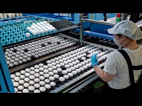 The Incredible Process of Shipping 60,000 Rare Japanese Eggs in a Single Day
