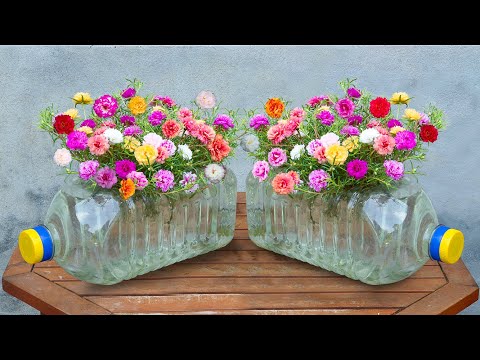 The secret to growing Moss Rose in a water bottle is easy, it blooms continuously all summer