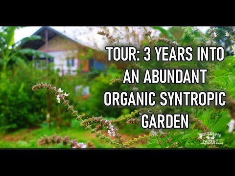 Survival Living - Tour of Abundant 3-year-old Organic Syntropic Garden