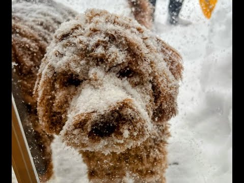 WATCH A DOG DISAPPEAR? Record Toronto snowfall makes for puppy fun!