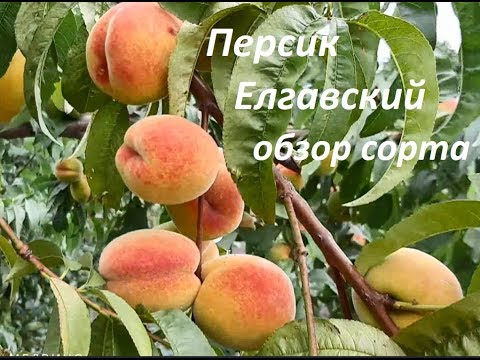 Персик Елгавский обзор сорта