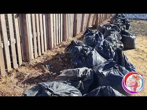 Очищаю княжики от листвы и убираю с розариев плёнку. Что в питомнике? Работы в саду. 23 Марта!