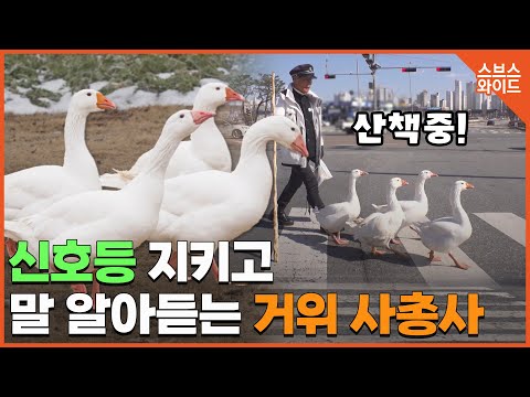 빨간불에 서고,가게밖서 주인기다리는 중.. 거위IQ 최고!