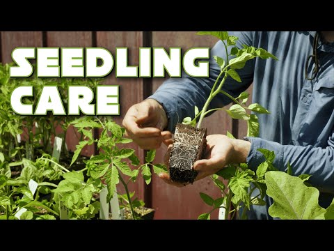 Seed Starting Part 2: Seedling Care, Problems, and Pot-Up