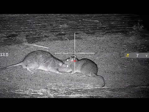 When RAT HUNTING becomes WAR!