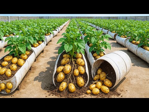 I Tried Growing Potatoes in a Tub—The Results Shocked Me