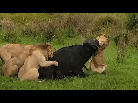 Male lions show their incredible strength and experience despite their young age