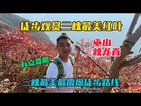 徒步巫山三峽龍脊，觀賞三峽最美紅葉，一路風景震撼無比，爬坡累到懷疑人生！晚上吃巫山紙包魚，真香！