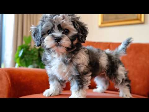 30 Mixed Breed Dogs That Will Instantly Melt Your Heart