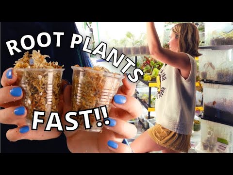 BEST Plant Propagation Method! | Propagation Bin from START TO FINISH | HOW TO propagate any plant