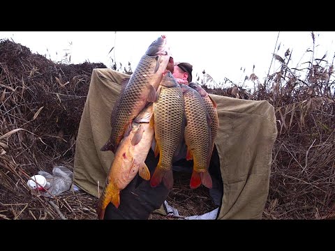 ШАЛАШ В КАМЫШАХ, ДИКИЙ КАРП В РУКАХ - РЫБАЛКА-МЕЧТА! Зимний стан. Живу в дебрях. Что добыл, то и ел