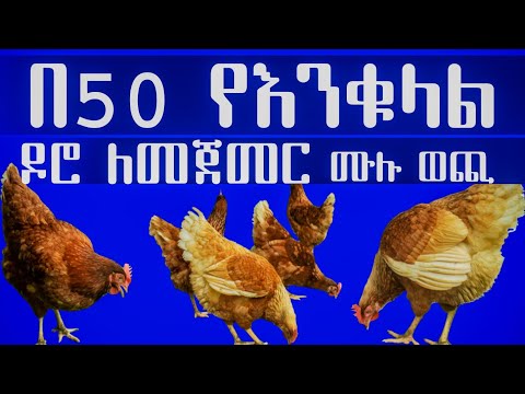 የ50 እንቁላል ዶሮ ወጪ እና ትርፍ