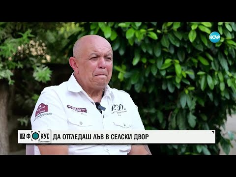 Историята на лъвицата Симба: Да отгледаш дива котка в селски двор