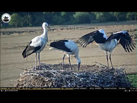 Erster_Flug_aller_3_Kueken_2019-07-23