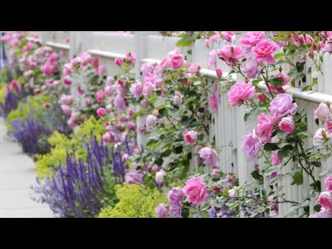 ХЛОРОЗ У РОЗ. ЧТО ДЕЛАЕМ!