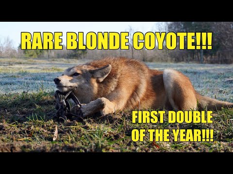 TRAPPING COYOTE DOUBLES IN COW PASTURE!!! DOUBLES ON FLAT SETS!!!
