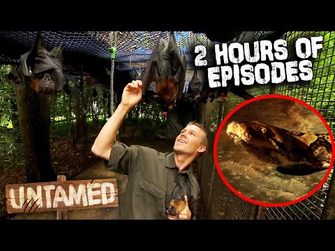 2 Hours Of The Wild Life Of Tim Faulkner S1 - Full Episodes | Untamed