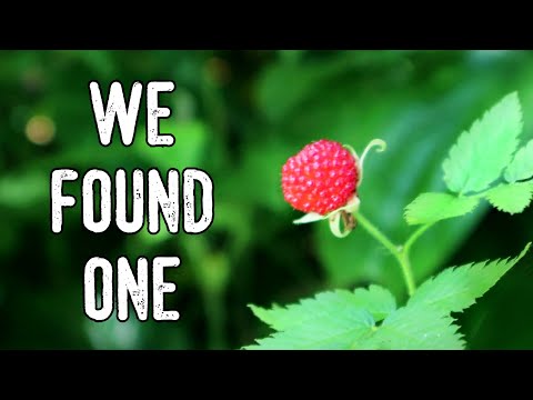 Foraging for rare berries in New Caledonia - West Indian Raspberry