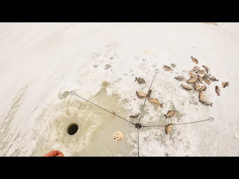 ДА СКОЛЬКО-ЖЕ ЕЁ ЗДЕСЬ!!! КЛЮЁТ ВЕЗДЕ И СРАЗУ! КАРАСЁВАЯ СТАЯ ПРИСЛЕДУЕТ НАС!  Рыбалка на хапугу