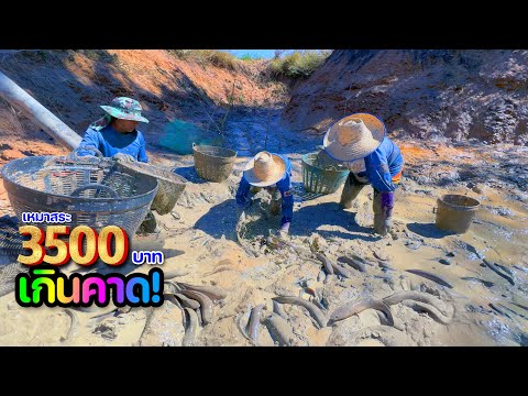 ยิ่งกว่าถูกหวย!! เหมาสระ 3,500 บาท คุ้มเกินคาด ปลาเยอะ ตัวใหญ่ จับกันสนุกมือ