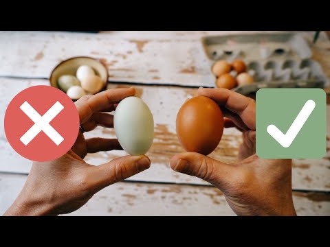 Selecting Eggs for Incubation - 12 Common Mistakes!